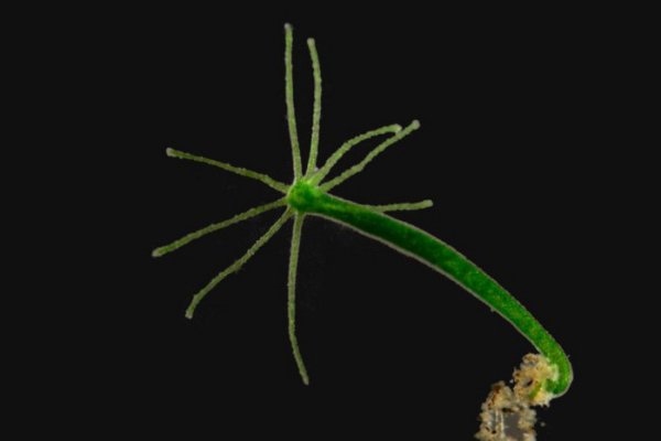 Кракен оф ссылка